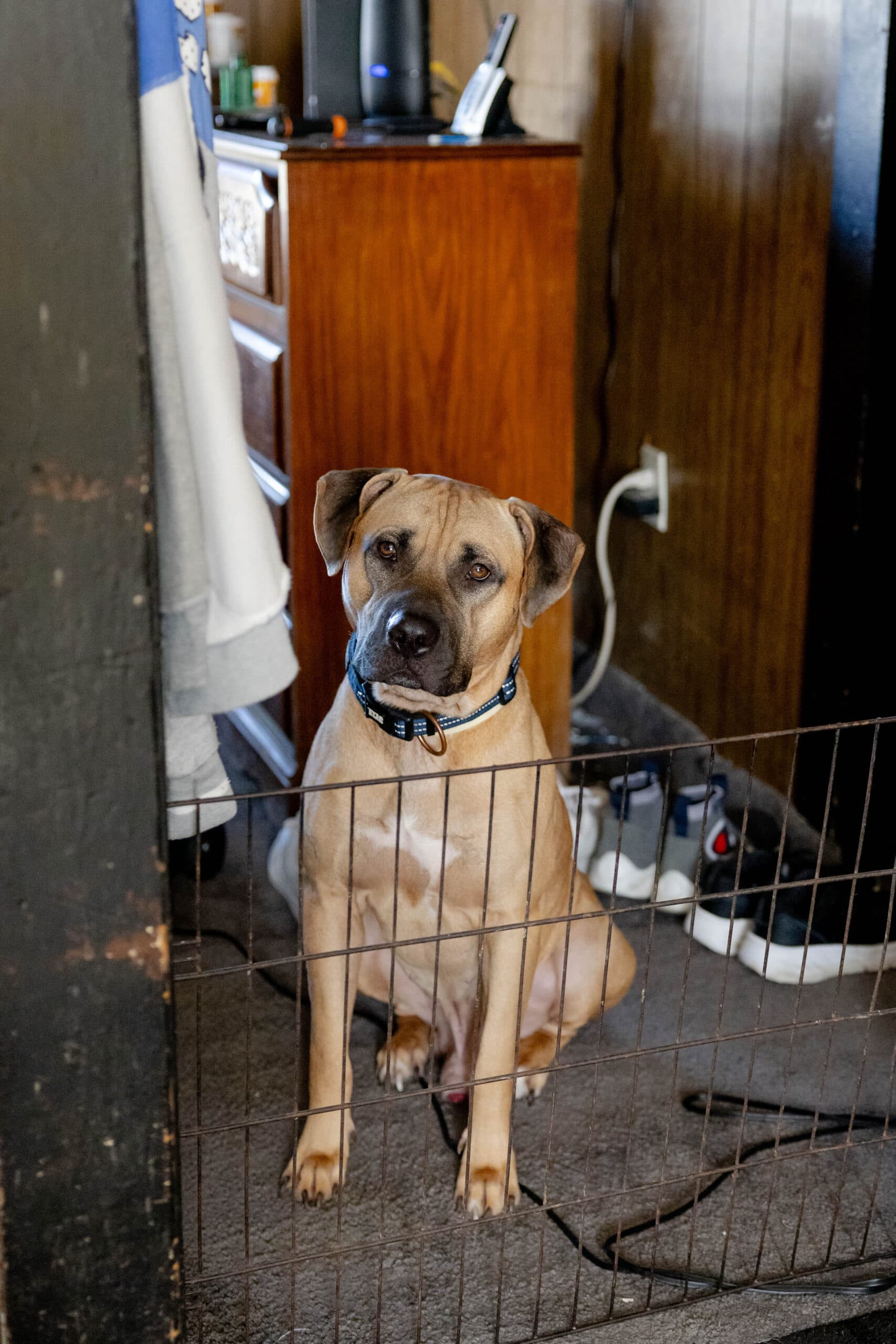 A dog sits behind a gate inside a home.